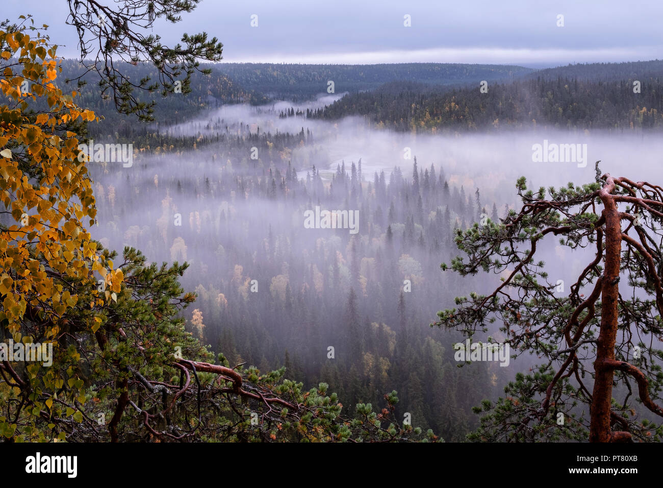Paysage panoramique avec vue matin brouillard et couleurs d'automne à moody journée à Kuusamo, Finlande Banque D'Images