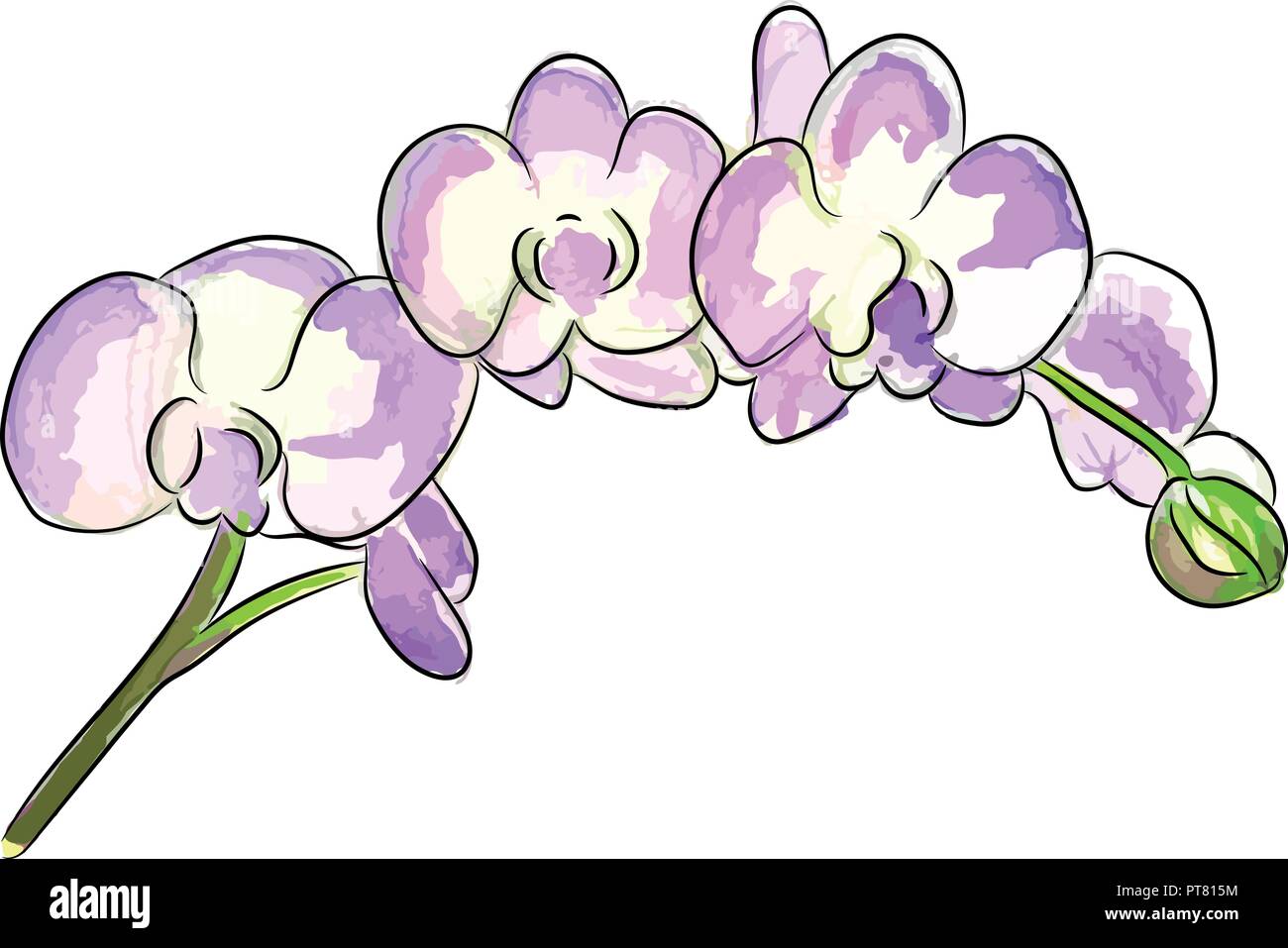 L'aquarelle vector illustration d'un bouquet de fleurs orchidée rose. Illustration de Vecteur