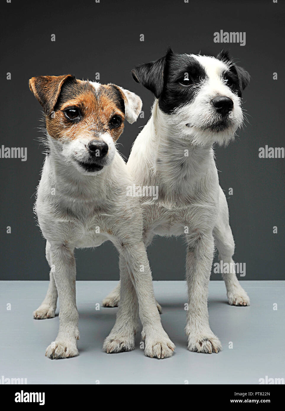 Deux Parson Russell Terriers d'un séjour à croiser les jambes dans le gris photo studio Banque D'Images