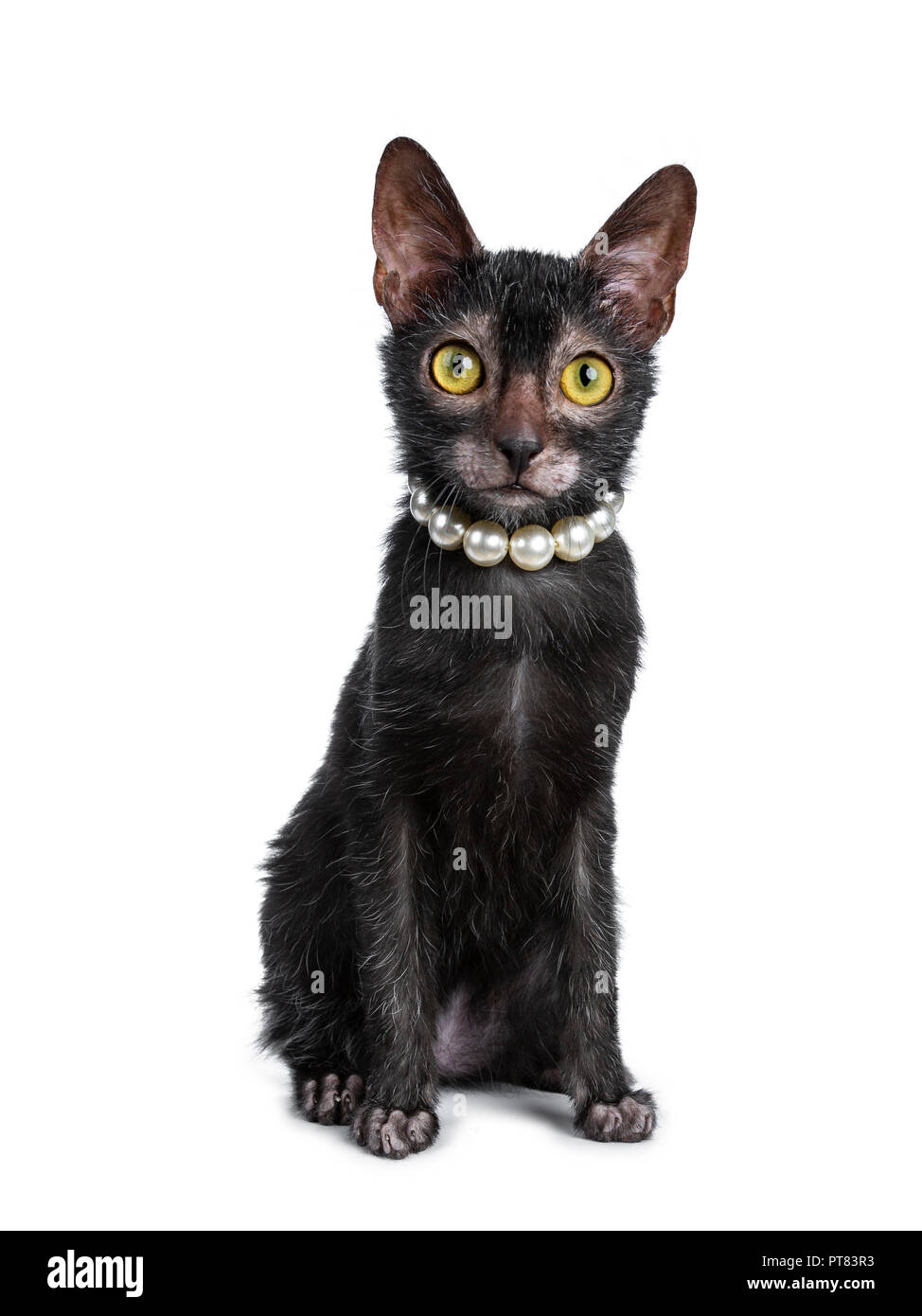 Lykoi Noir Adorable Chaton Cat Girl Sitting Vue Avant De Porter Un Collier De Perles Perles A La Ligne Droite A L Heure Avec Des Yeux Jaunes Isolees Photo Stock Alamy