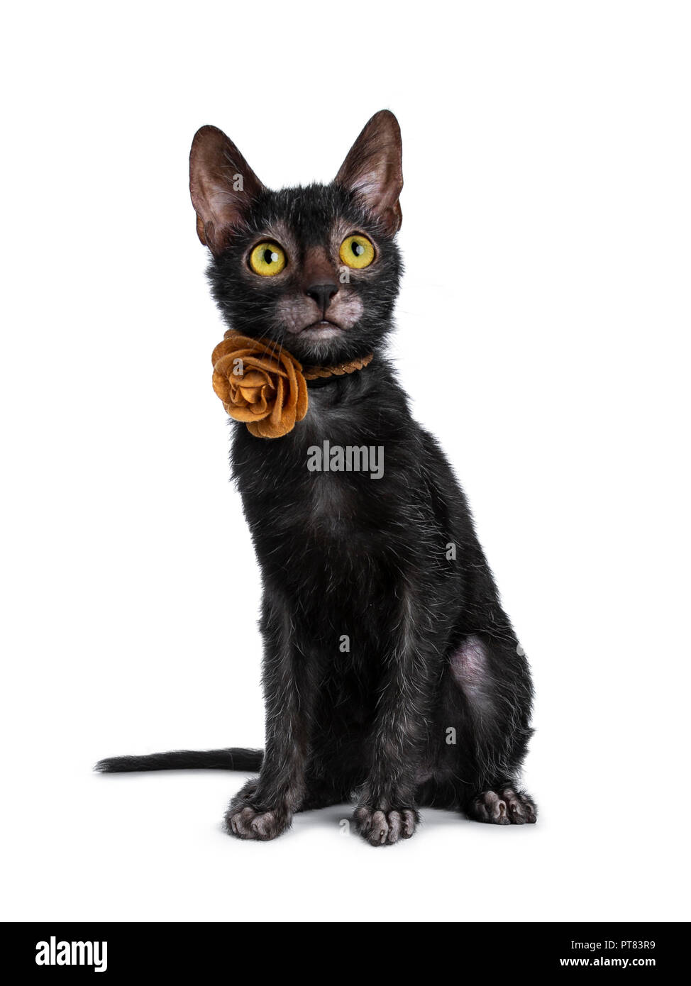 Adorable chaton noir chat Lykoi fille assise Vue de face portant une fleur de cuir brun / collier rose jusqu'à la avec les yeux jaune vif, isolé sur Banque D'Images