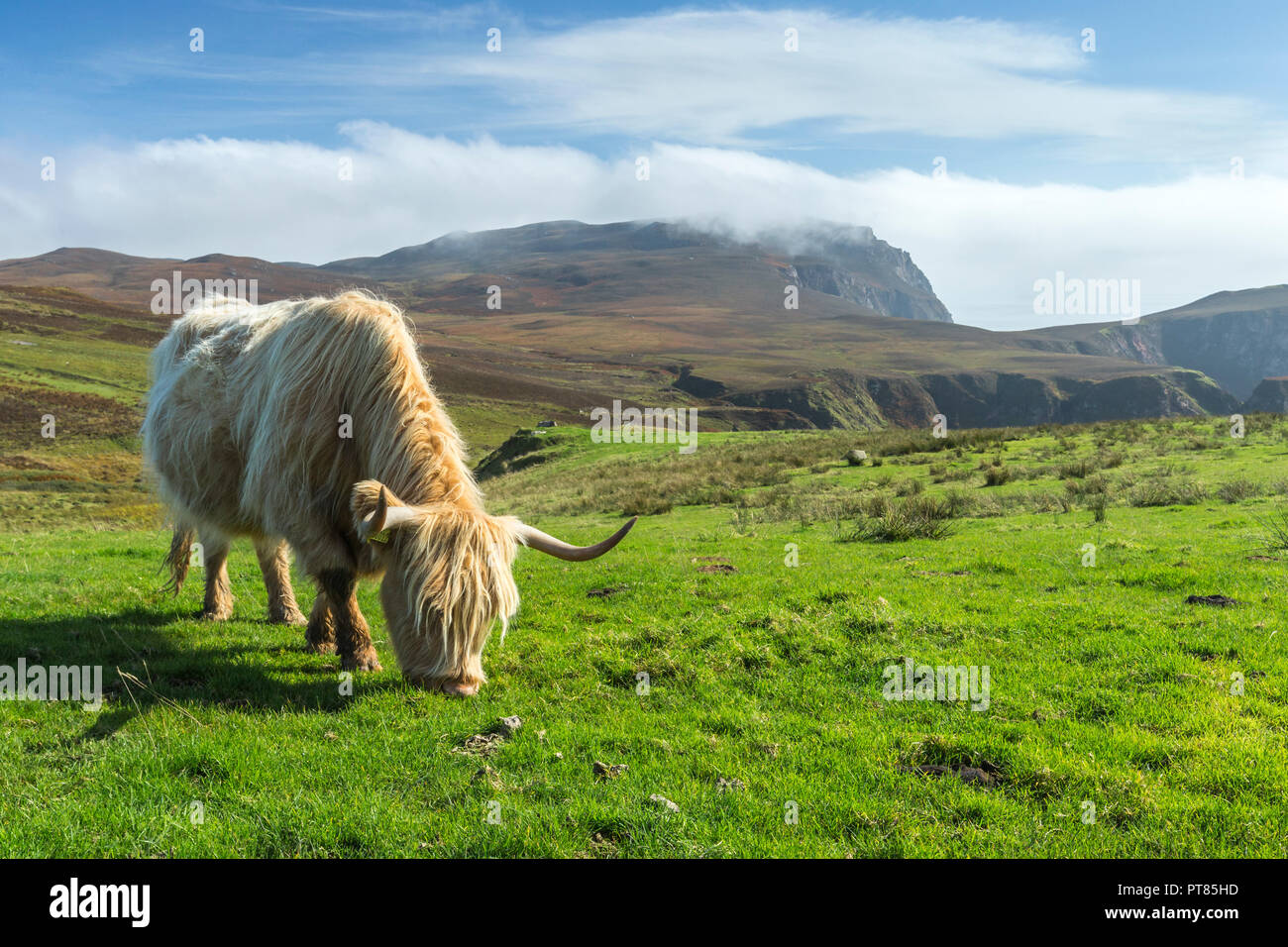 Vue paysage de l'Oa avec une vache Highland le pâturage dans l'avant-plan, Islay, Écosse, Royaume-Uni, Septembre 2017 Banque D'Images
