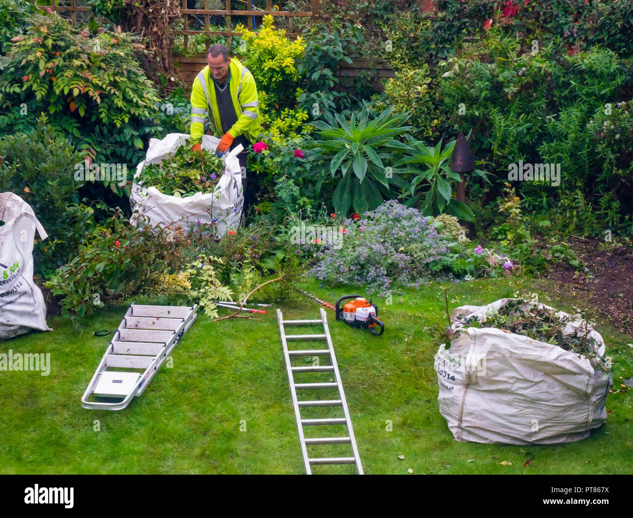 Un jardinier professionnel et tree surgeon déblaiement après le rognage de coupures et le reprofilage des arbres et arbustes dans un jardin d'automne Banque D'Images