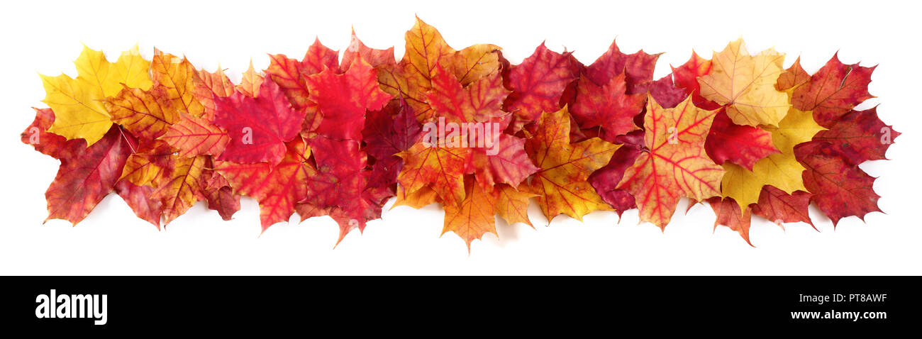 L'automne les feuilles isolées border frame stripe isolé sur blanc design élément avec copie espace pour le texte Banque D'Images