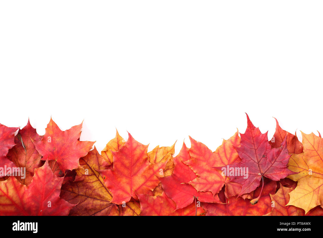 L'automne les feuilles isolées border frame isolé sur blanc design élément avec copie espace pour le texte Banque D'Images