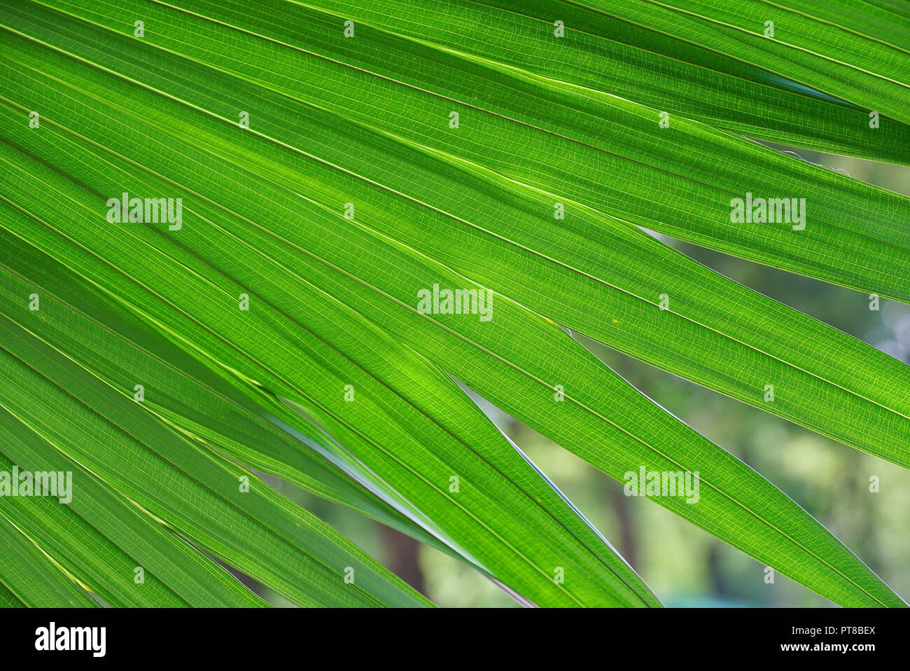 Arrière-plan de feuille de palmier vert Banque D'Images