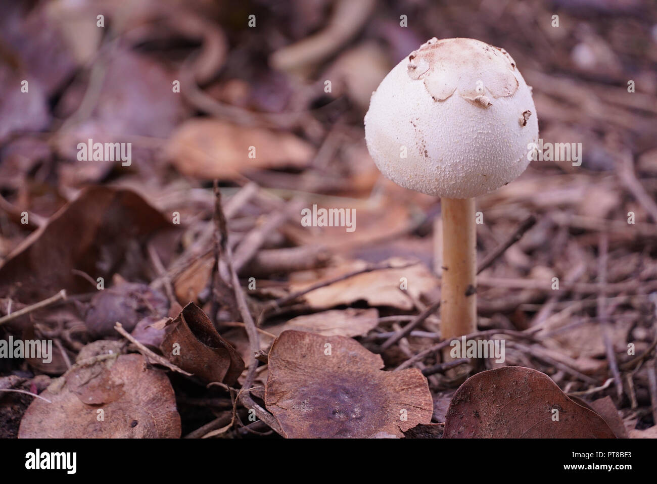 Close up mushroom sur le terrain dans la forêt Banque D'Images