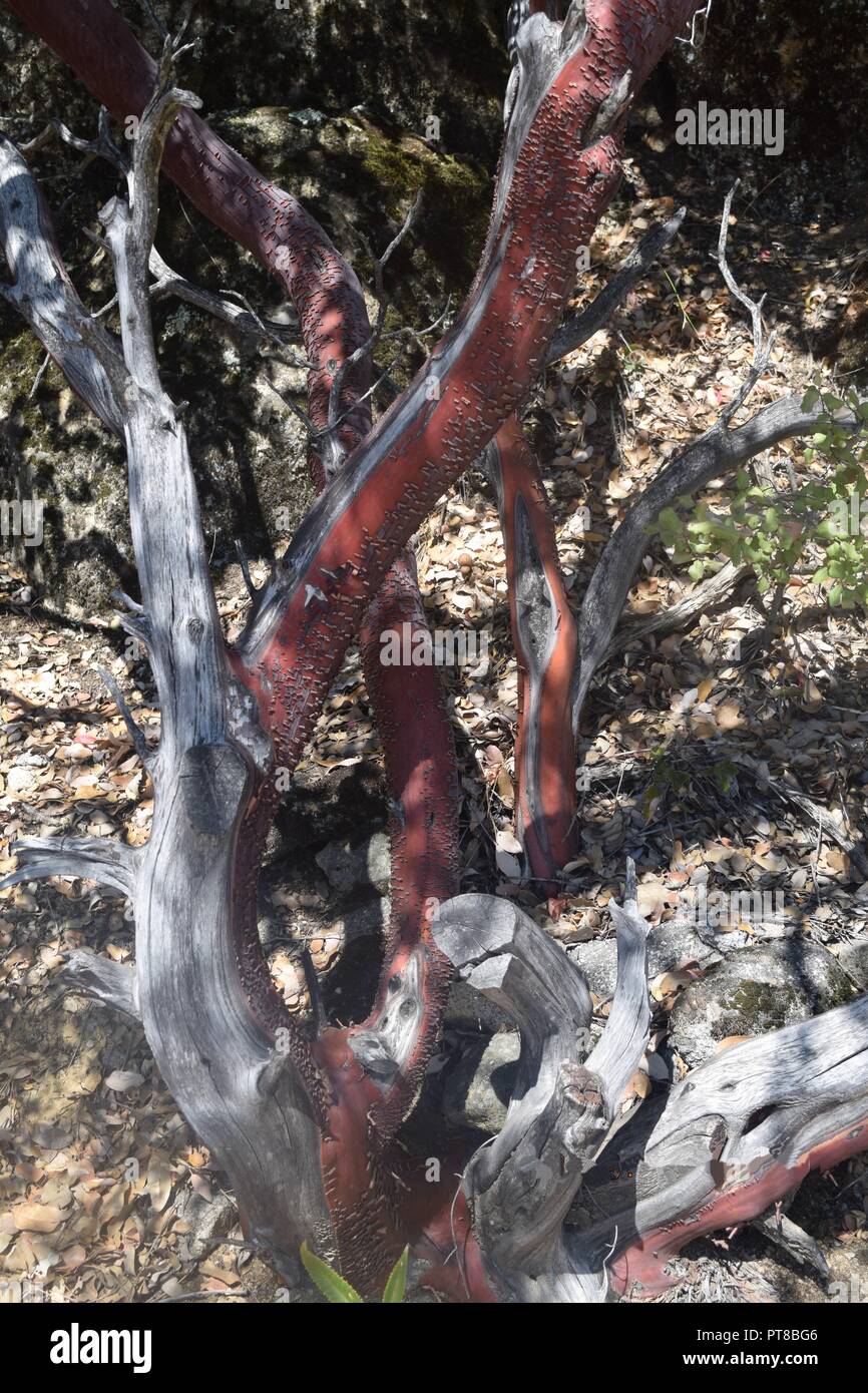 Redwood, parc national de Yosemite, Californie Banque D'Images