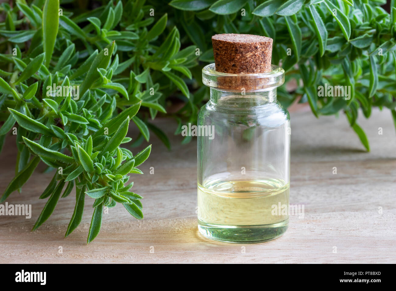 Une bouteille d'huile essentielle de sarriette des montagnes Satureja montana avec des brindilles Banque D'Images