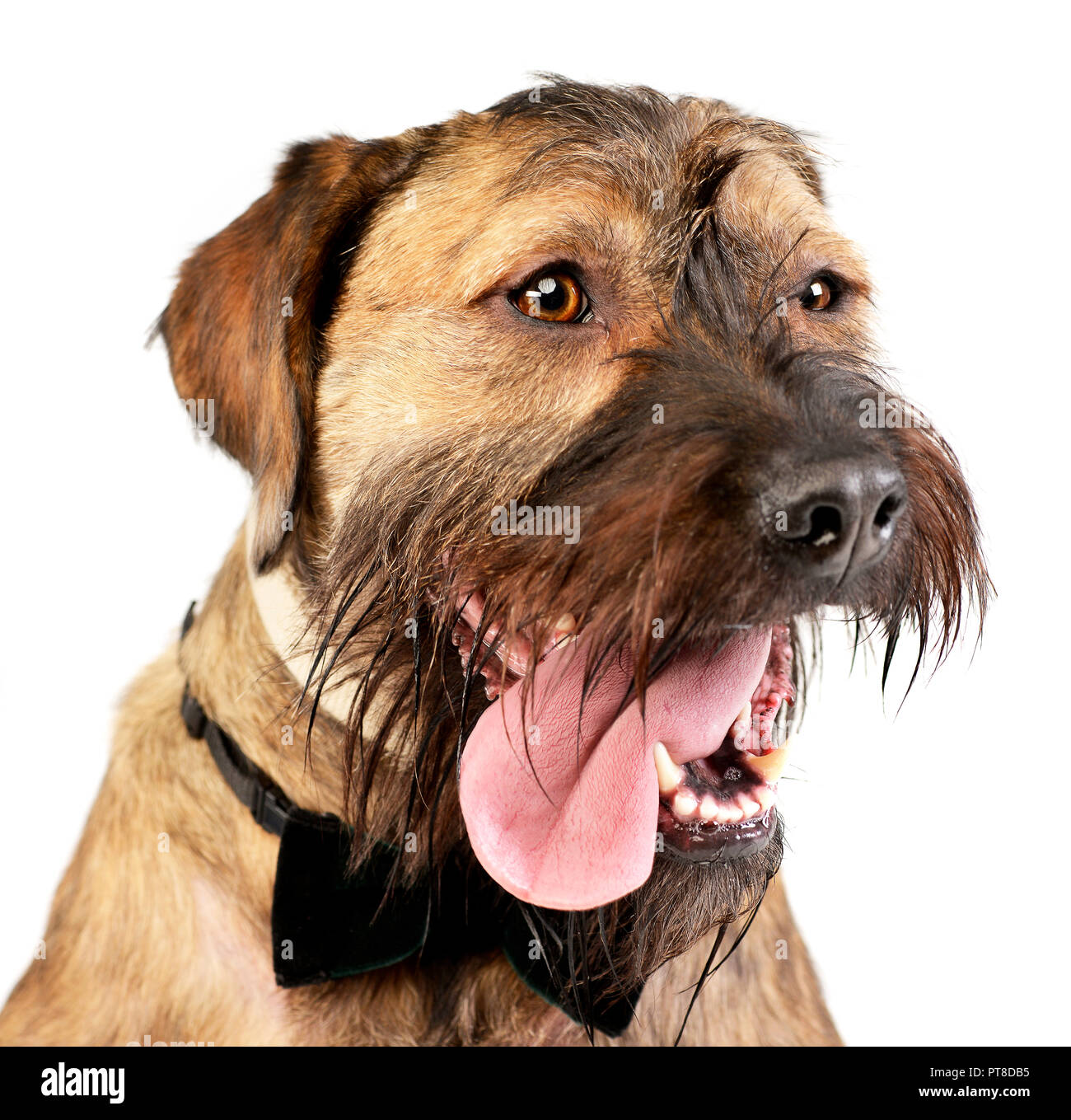 Portrait d'un adorable chien de race mélangée avec de la langue, studio shot, isolé sur blanc. Banque D'Images