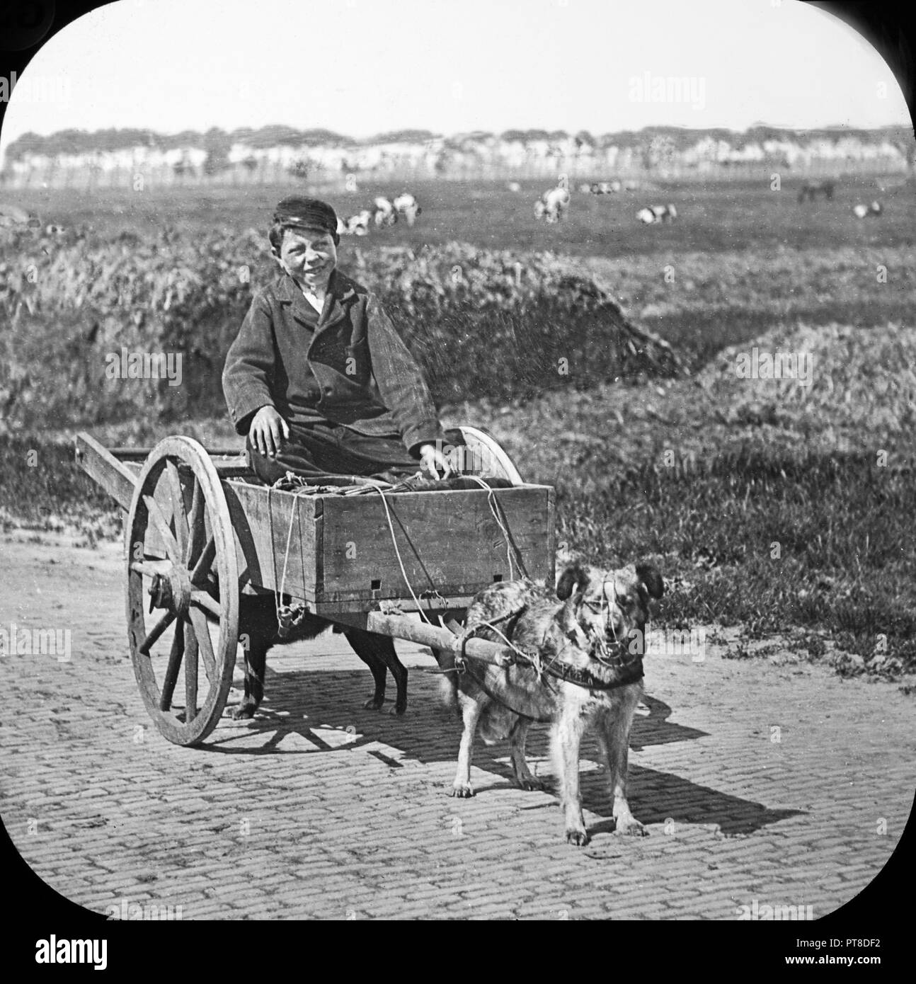 Au début du xxe siècle photographie montrant un jeune garçon dans une petite charrette tirée par un petit chien avec un harnais. Banque D'Images