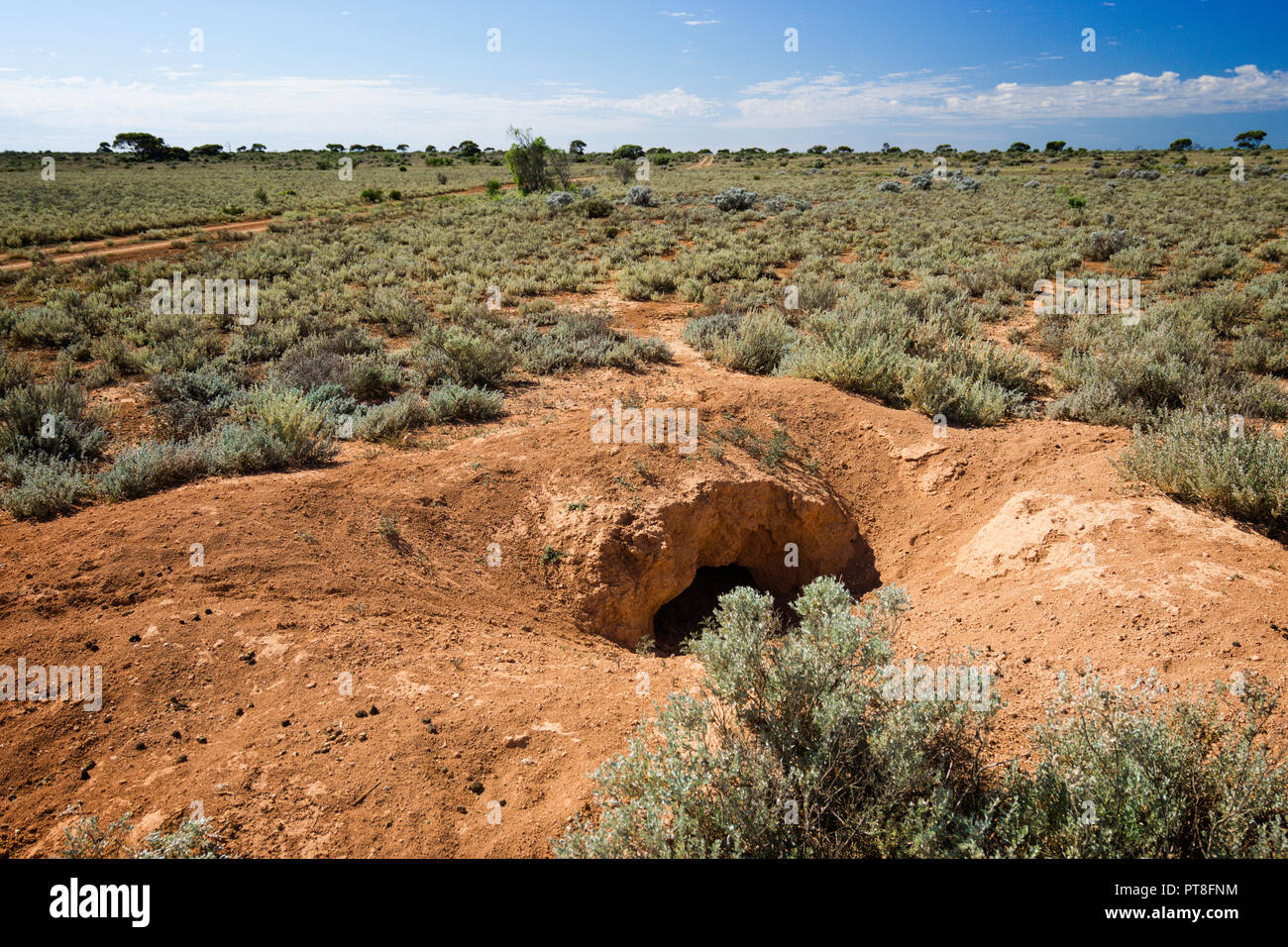 Les liens de la plaine du Nullarbor terrier sur l'entrée ouest de l'Australie Banque D'Images