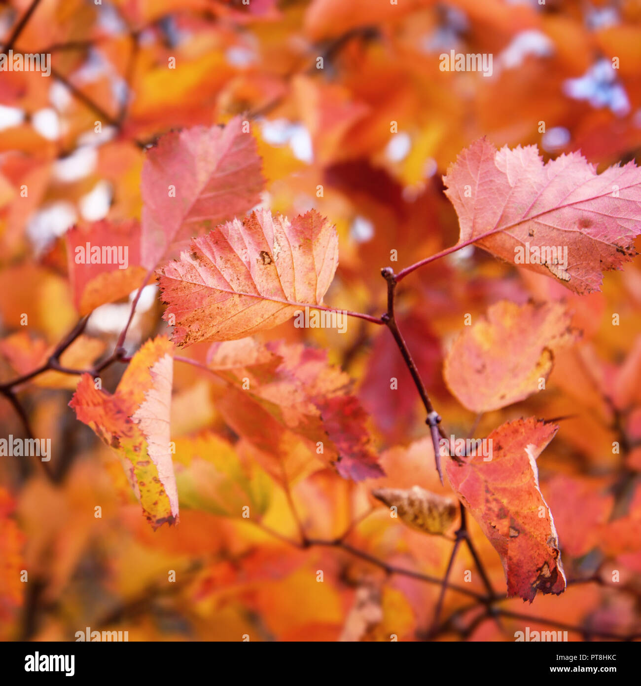 Branche d'arbre avec des feuilles rouges en automne Fond naturel Banque D'Images