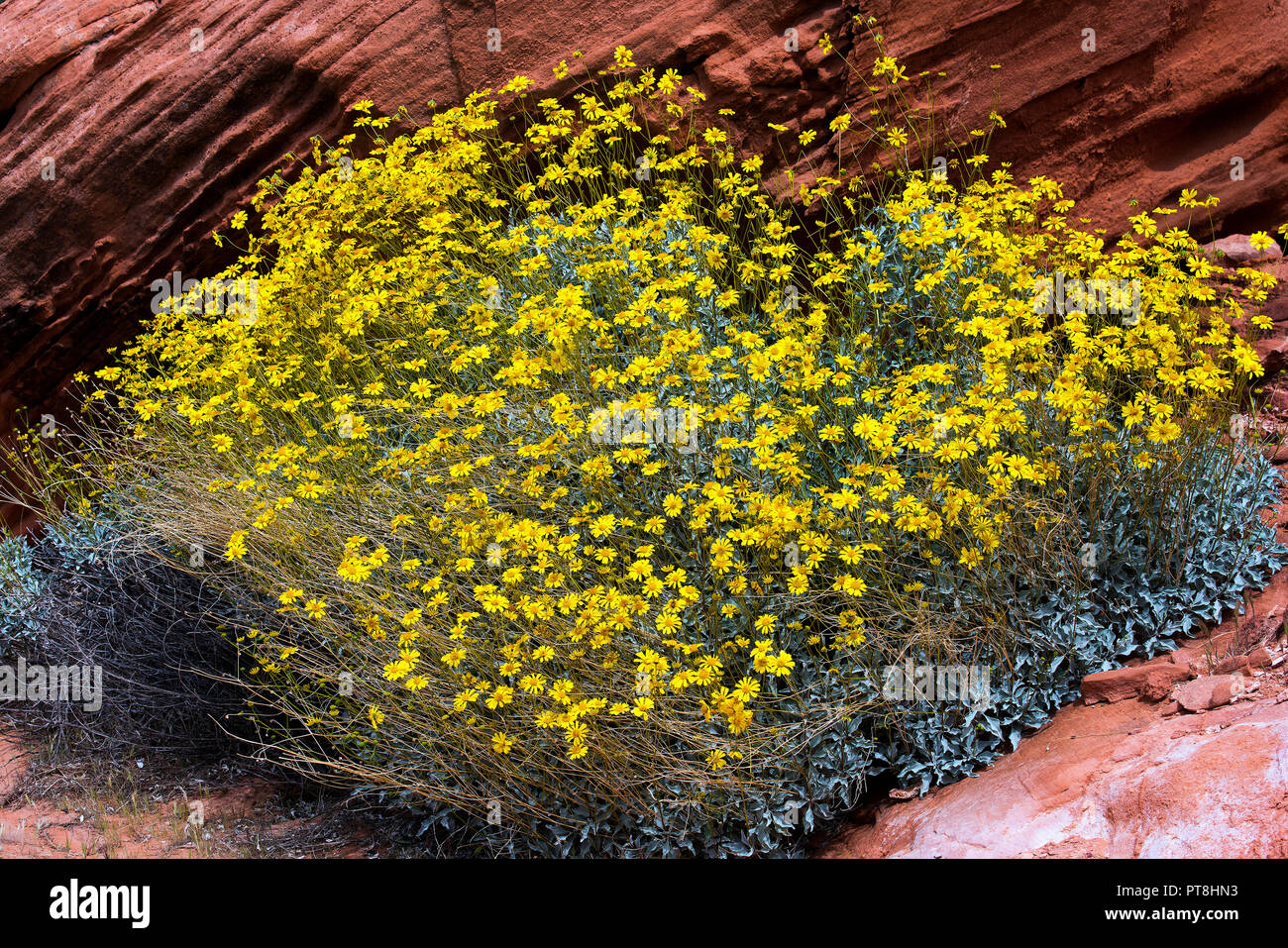 Fleurs sauvages dans le désert ellow Mohave Desert Banque D'Images