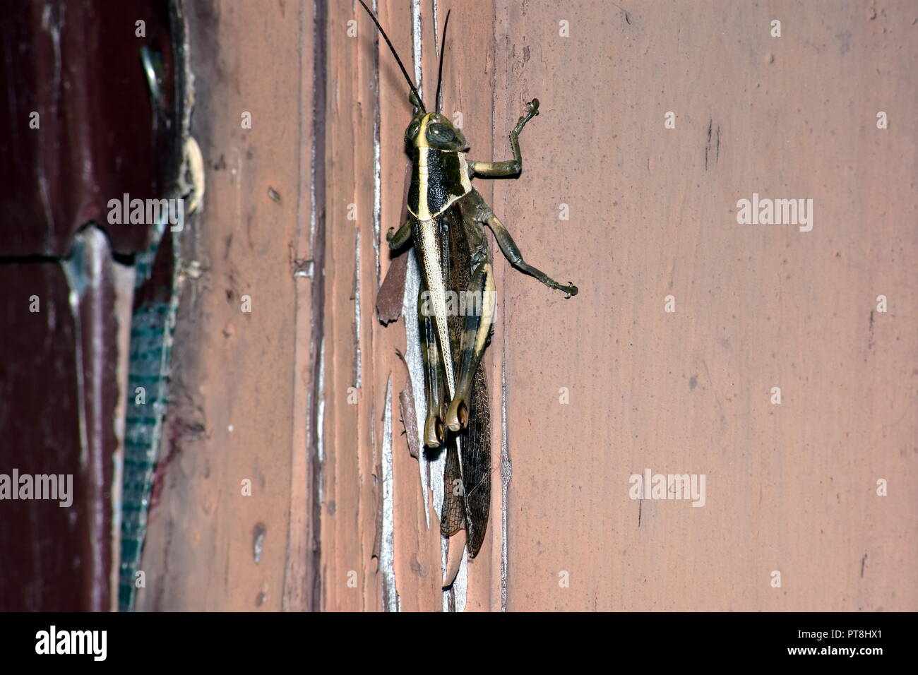 sauterelle Banque D'Images