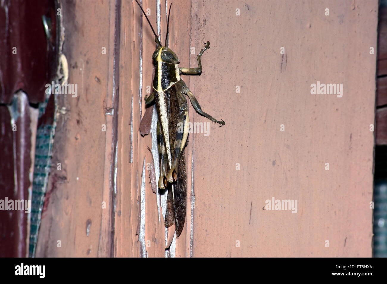 sauterelle Banque D'Images