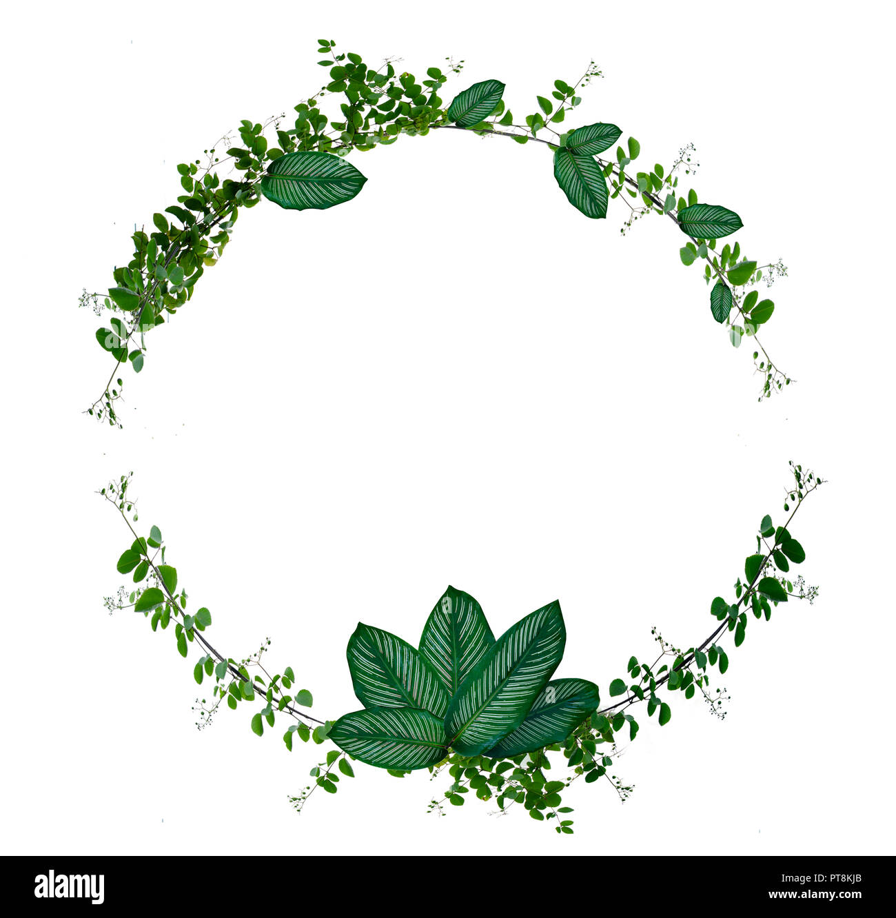 Vine et de feuilles monstera Cercle d'isolats utilisés dans la conception du châssis de la frontière fait de plante grimpante vert isolé sur fond blanc Banque D'Images