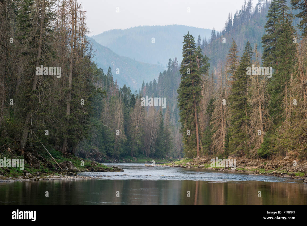 Le calme de la rivière Selway dans la Selway-Bitterroot, désert de l'Idaho. Banque D'Images