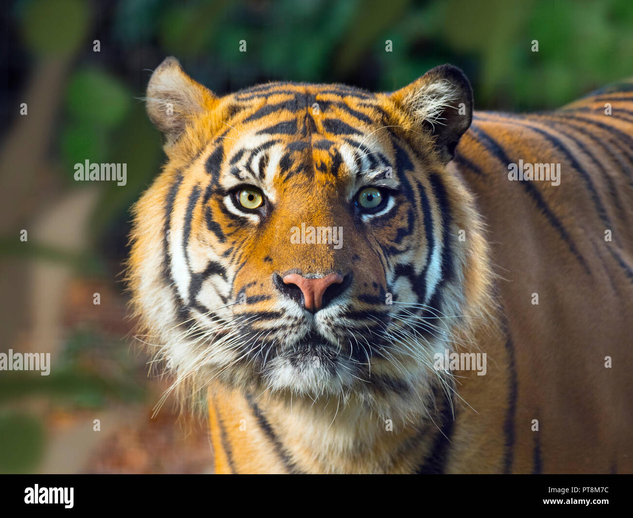 Tigre de Sumatra Panthera tigris sondaica prisonnier Banque D'Images