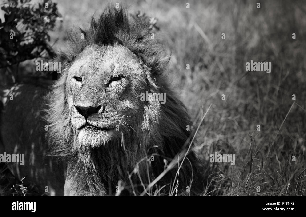 Lion Noir et blanc de l'Afrique (Masai Mara) reposant, Kenya, Africa Banque D'Images