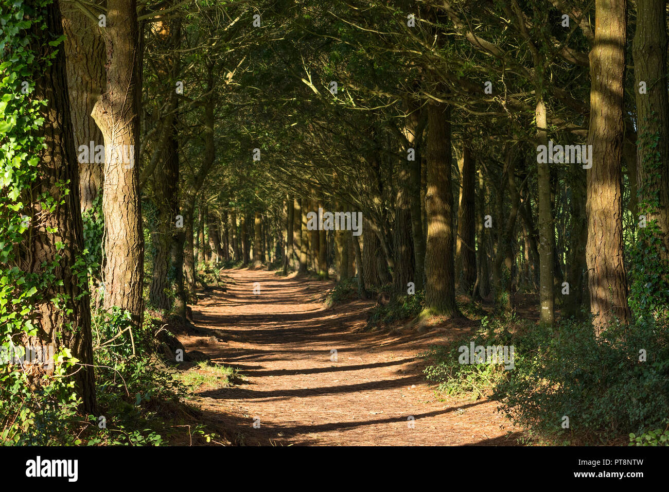 Le Pine walk dans tehidy bois près de Truro, Cornwall, Angleterre, Grande-Bretagne, Royaume-Uni. Banque D'Images