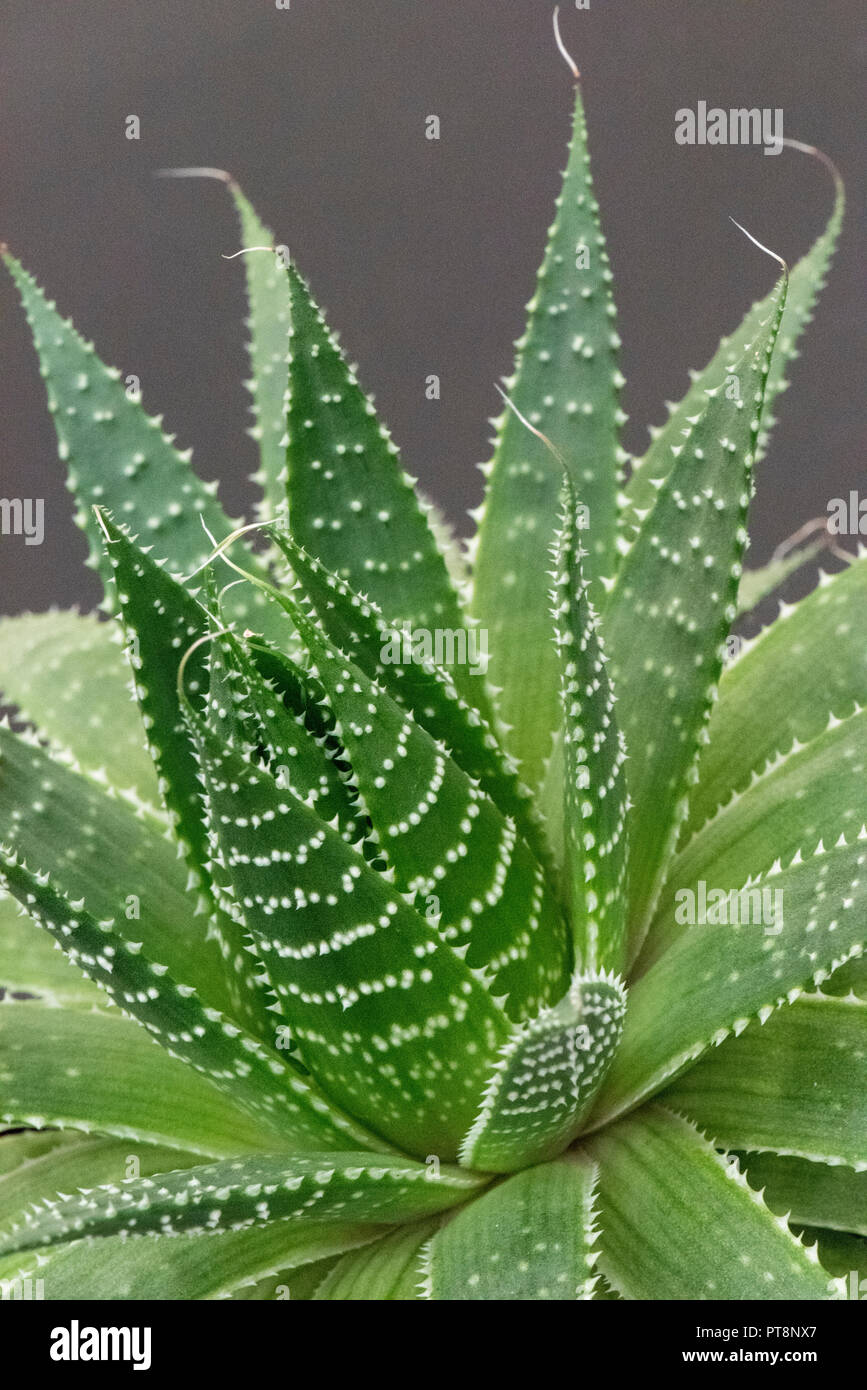 L'aloe vera, plante succulente vivace à feuilles persistantes, usages médicinaux et cosmétiques Banque D'Images