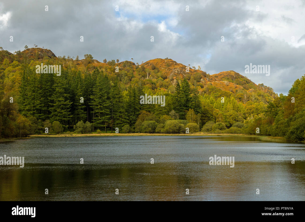 Yew Tree Tarn près du parc national du district du lac Coniston à Cumbria, dans le nord-ouest de l'Angleterre Banque D'Images