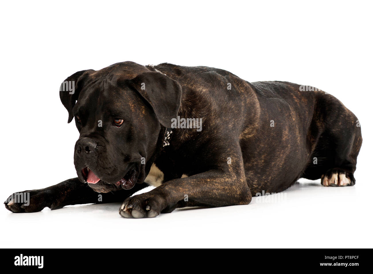 Portrait d'une adorable cane corso couché sur fond blanc. Banque D'Images