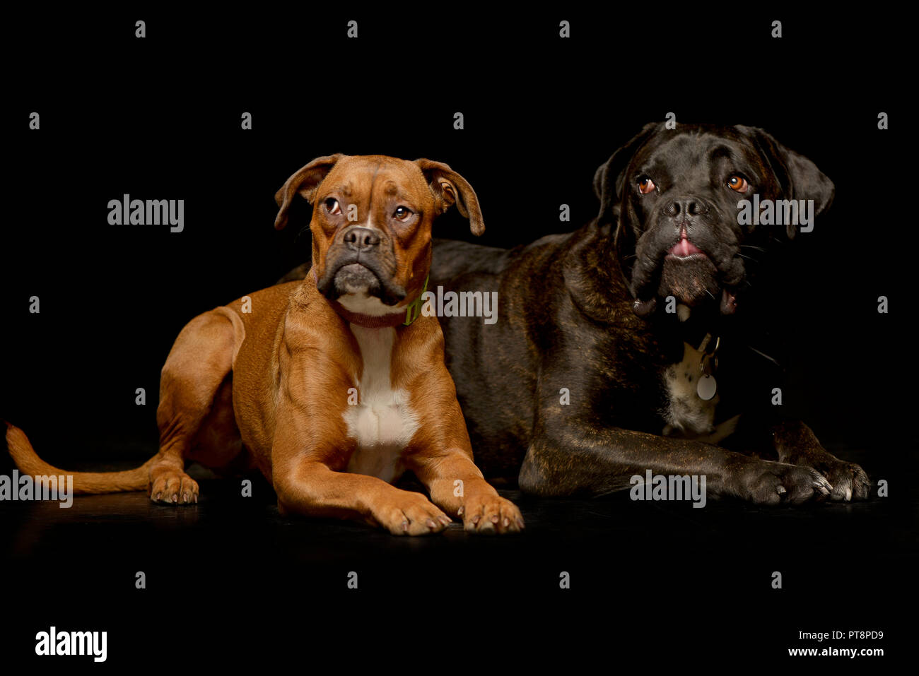 Portrait D Une Adorable Chien Boxer Et Un Cane Corso Couche Sur Fond Noir Photo Stock Alamy Portrait D Une Adorable Chien Boxer Et Un Cane Corso Couche Sur Fond Noir Photo Stock Alamy