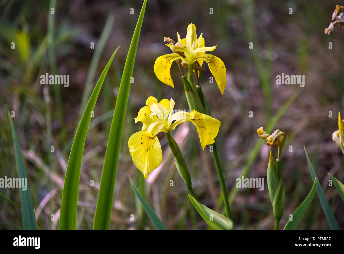 Plante à fleurs d'été Banque D'Images