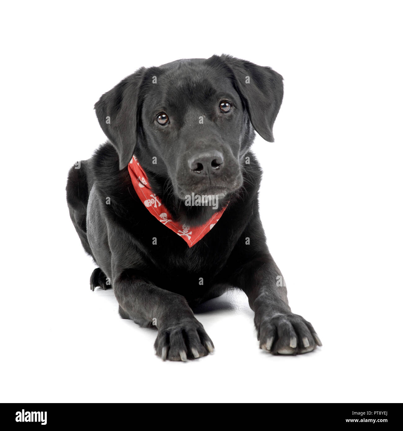 Portrait d'une adorable dog portant un foulard rouge avec des crânes, isolé sur blanc. Banque D'Images