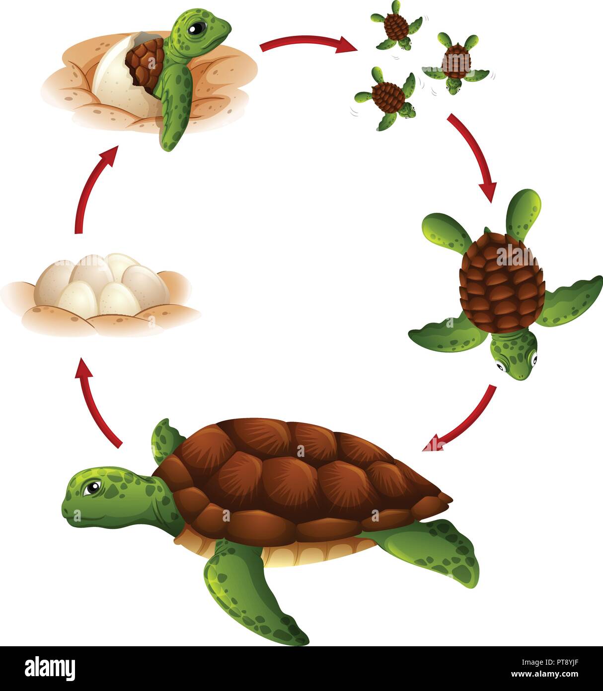 Cycle de vie de l'illustration de la tortue Illustration de Vecteur