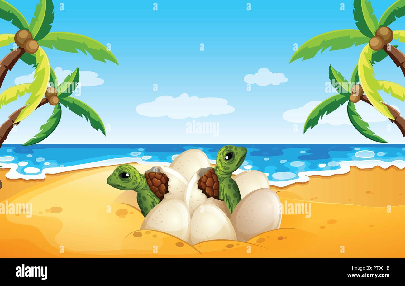 Bébé tortue éclosent sur la plage illustration Illustration de Vecteur