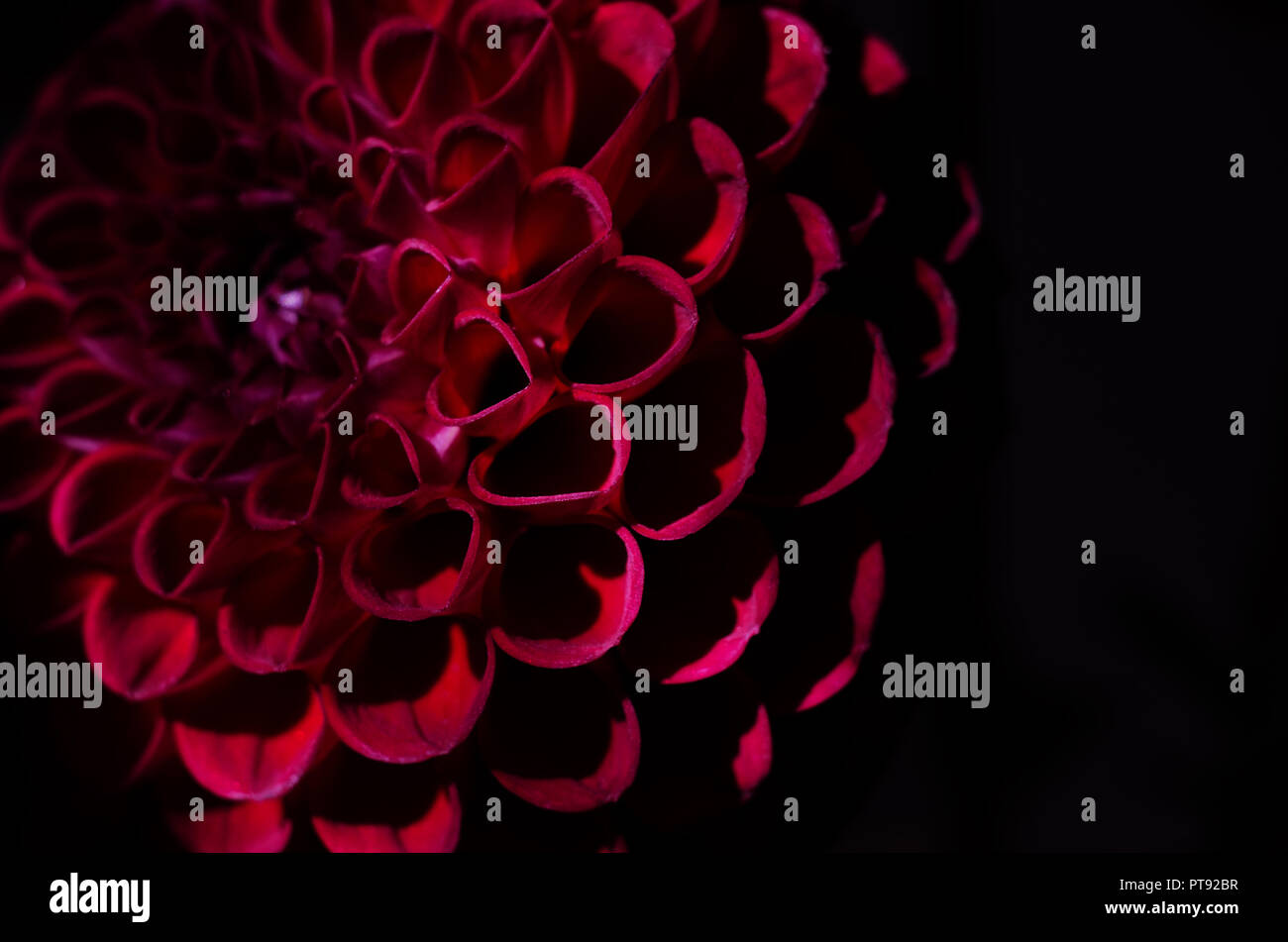 Fleur mauve dahlias sur fond noir. Fleur d'automne d'un rouge profond. Banque D'Images