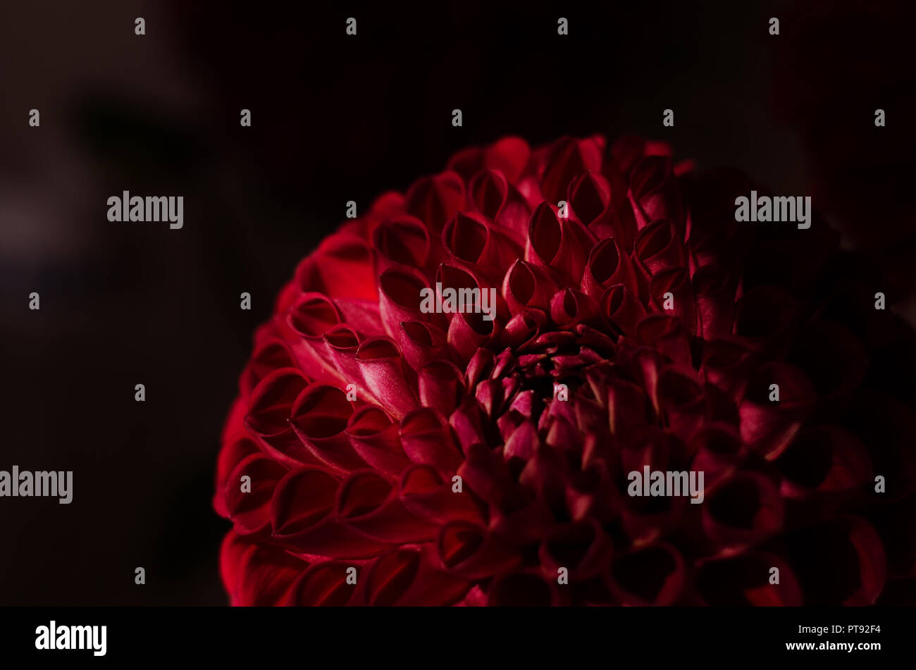 Fleur mauve dahlias sur fond noir. Fleur d'automne d'un rouge profond. Banque D'Images