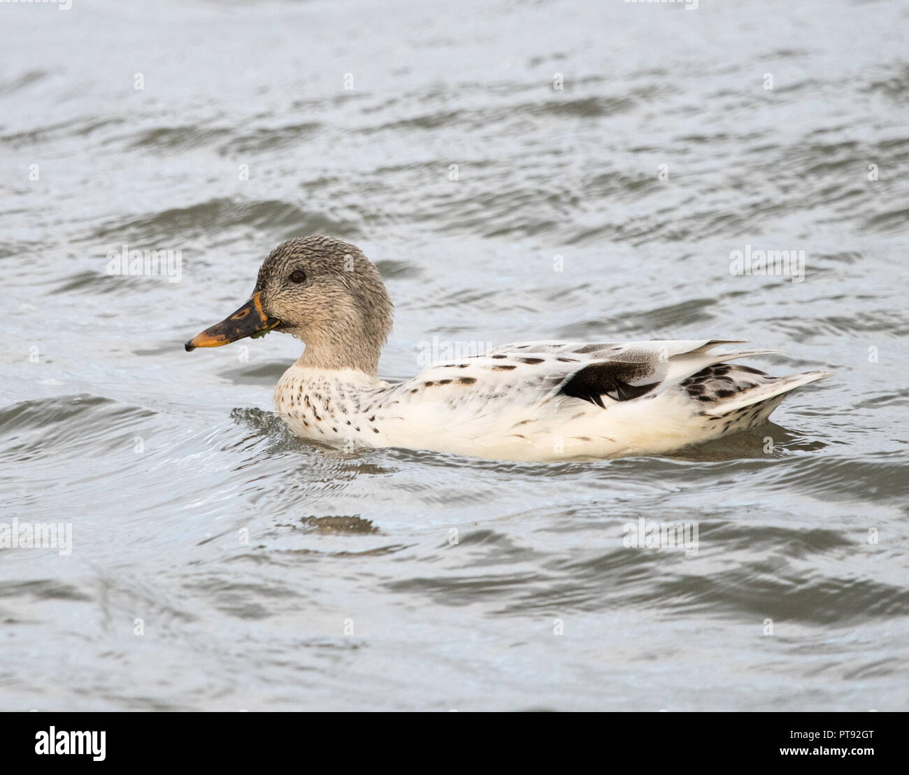 Hybride canard colvert Banque de photographies et d’images à haute