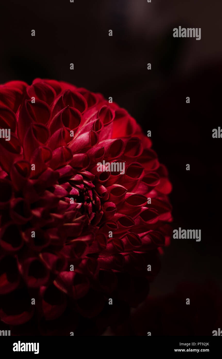 Fleur mauve dahlias sur fond noir. Fleur d'automne d'un rouge profond. Banque D'Images