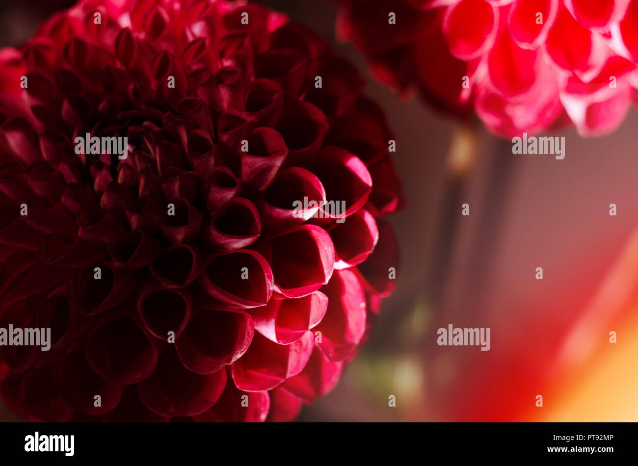 Fleur mauve dahlias sur fond noir. Fleur d'automne d'un rouge profond. Banque D'Images