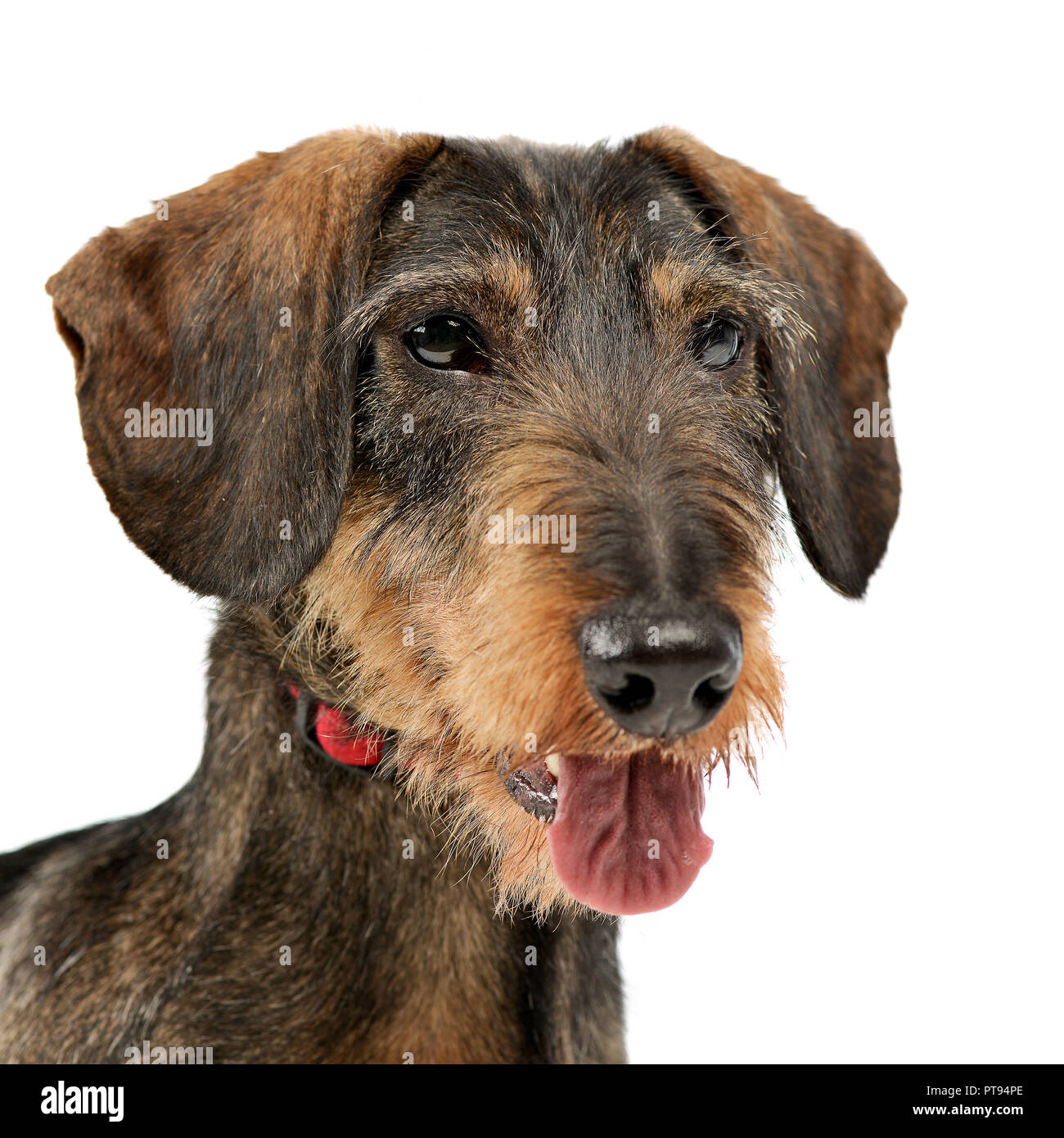 Portrait d'une adorable Teckel poil fil, studio shot, isolé sur blanc. Banque D'Images