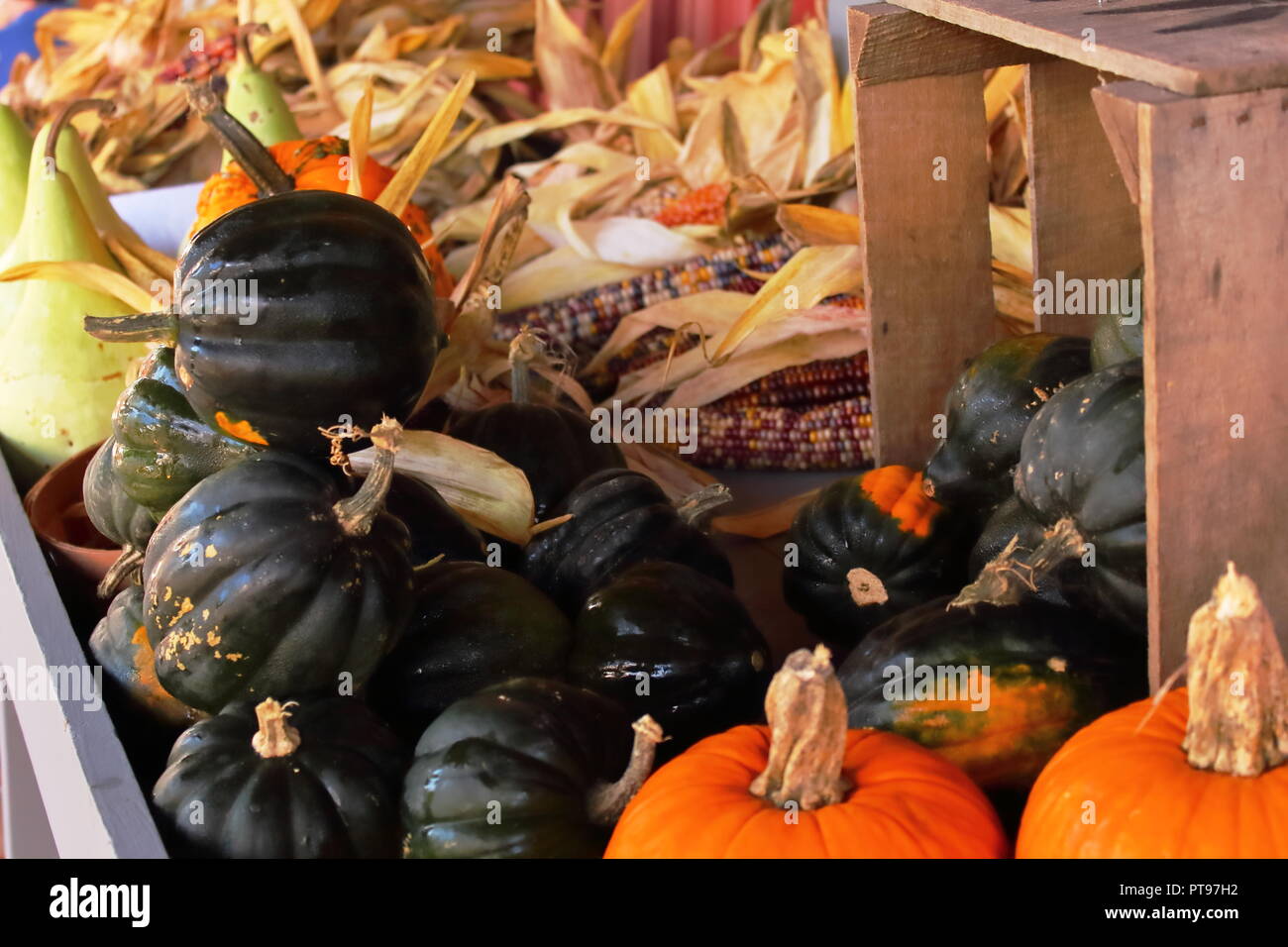 Courge poivrée, citrouilles et le maïs alignés sur une table du marché agricole Banque D'Images