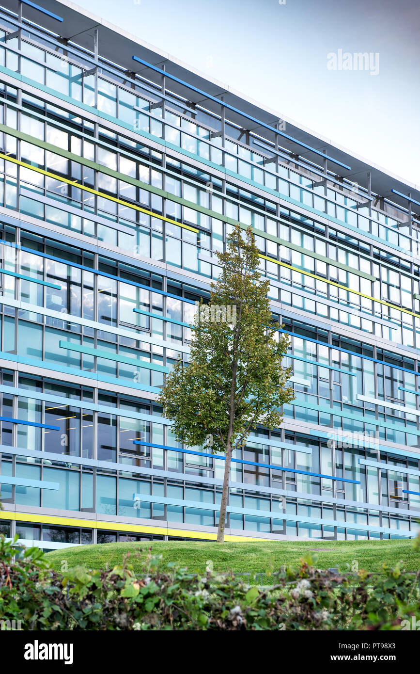 Des tours d'immeuble de bureaux modernes avec des fenêtres bleues, arbre en premier plan. Banque D'Images