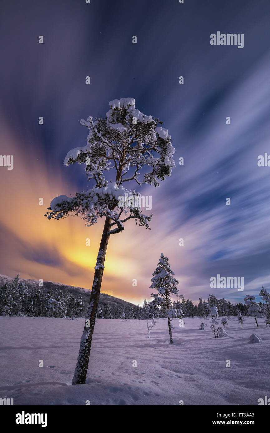 Ciel nocturne incroyable au-dessus de la zone de forêt dans l'EIES, Grong. L'heure d'hiver en Norvège. Banque D'Images