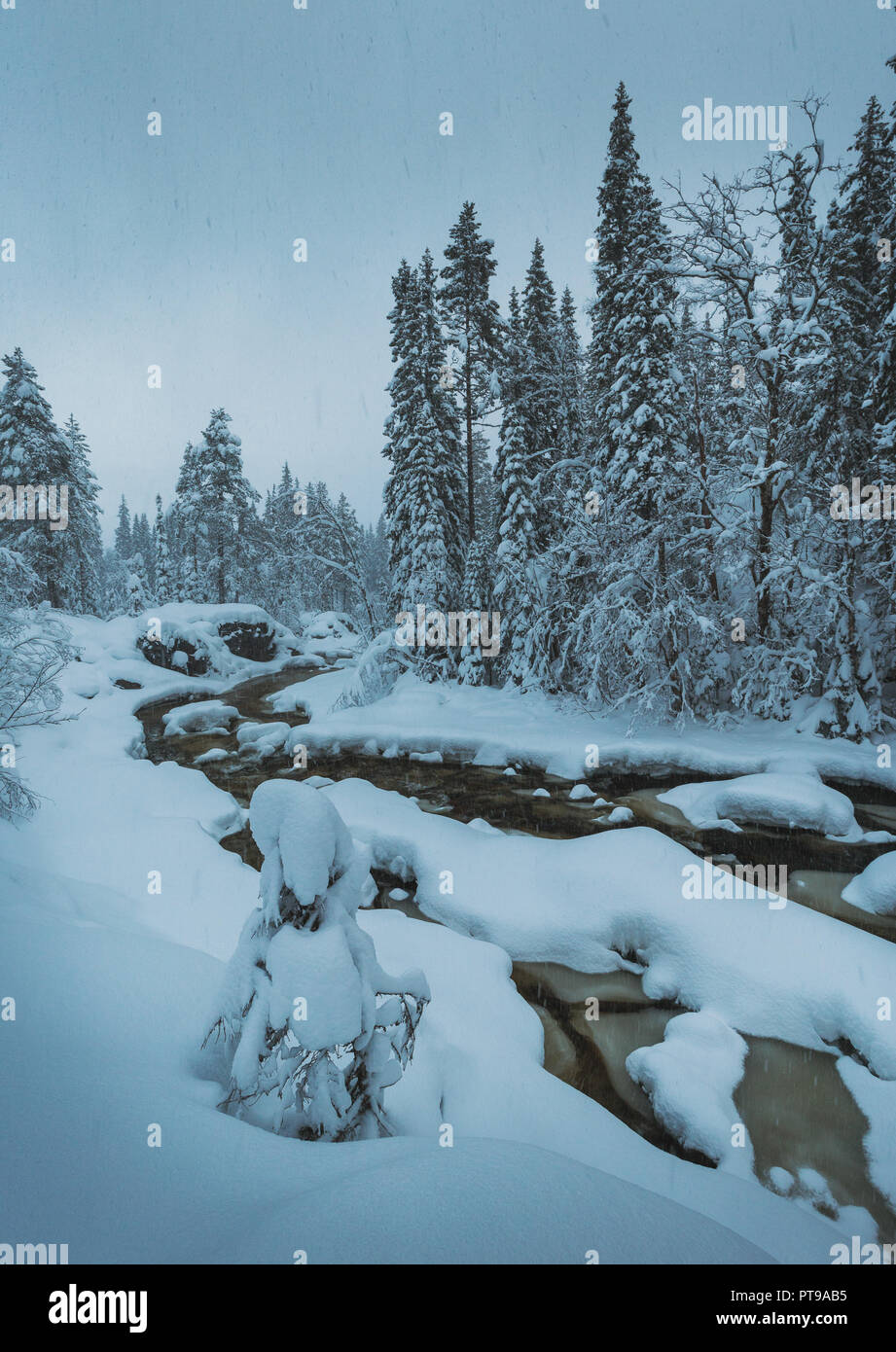 La couverture de neige fraîche sur près de la forêt boréale, l'EIES Grong, le nord de la Norvège. L'heure d'hiver fantastique. Banque D'Images