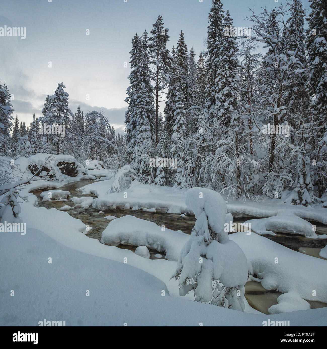 La couverture de neige fraîche sur près de la forêt boréale, l'EIES Grong, le nord de la Norvège. L'heure d'hiver fantastique. Banque D'Images