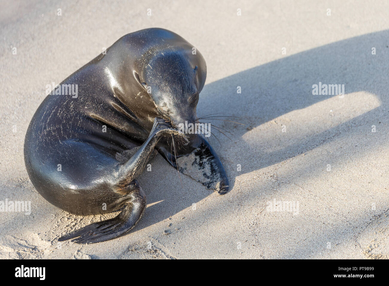 L'éraflure de lions de mer, coucher de soleil, promenade, Puerto Baquerizo Moreno, Playa de Oro, San Cristobal, îles Galapagos, Equateur, Banque D'Images