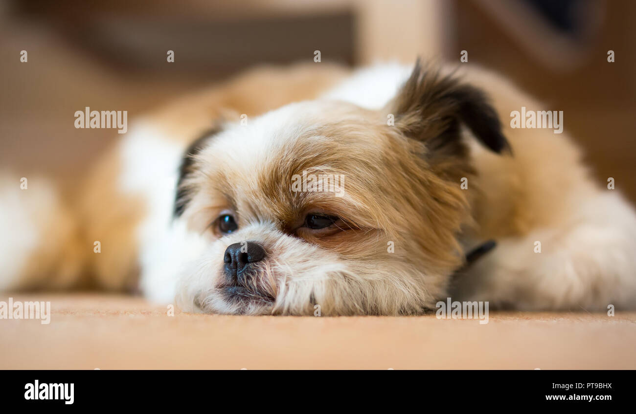 Gros plan sur un adorable chien d'animal de compagnie Poméranie Shih Tzu endormi, à la maison, allongé sur un tapis, un menton sur le sol, une oreille humoristique. Banque D'Images Gros plan sur un adorable chien d'animal de compagnie Poméranie Shih Tzu endormi, à la maison, allongé sur un tapis, un menton sur le sol, une oreille humoristique. Banque D'Images