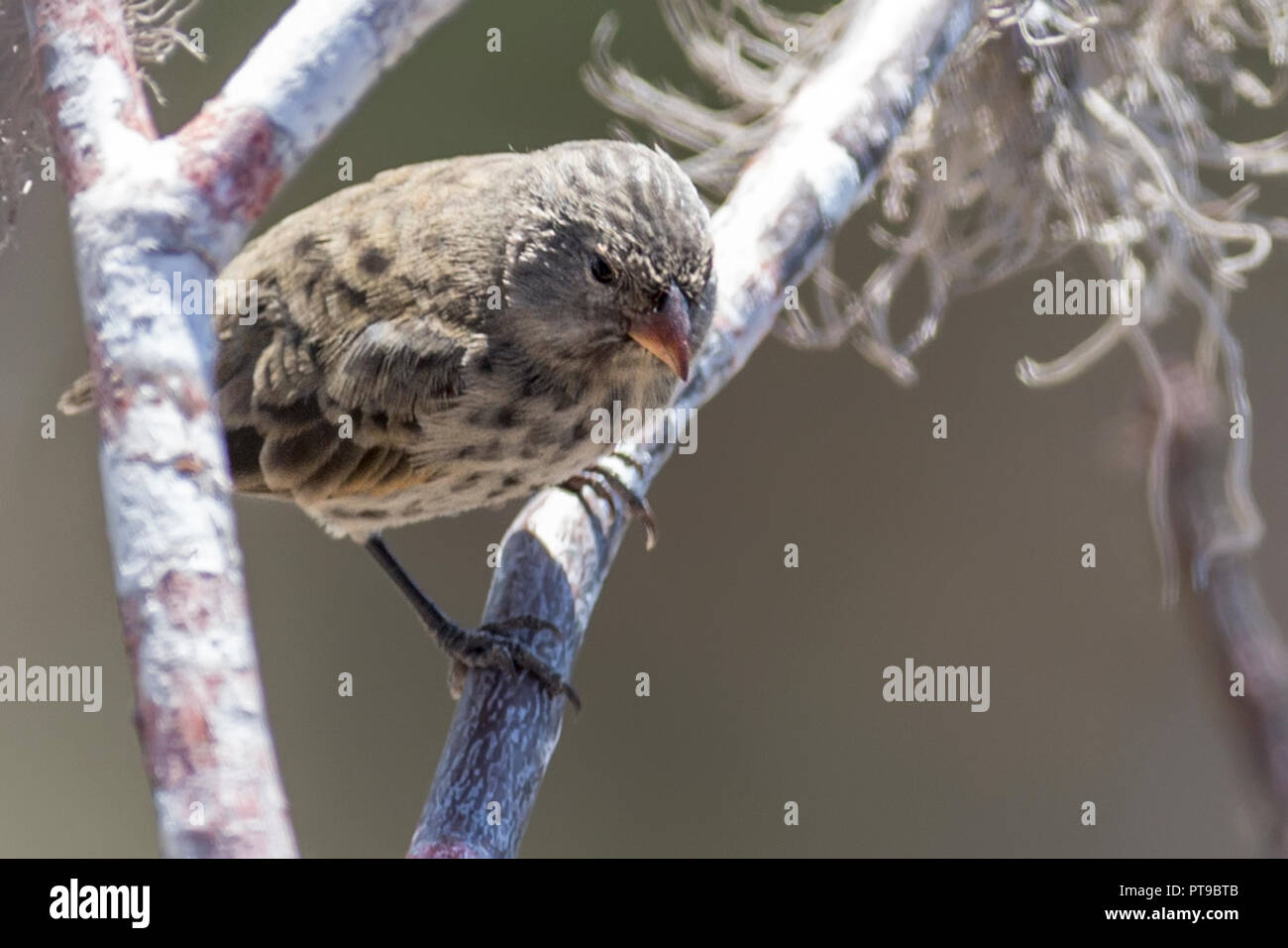 Femme, Moyen Ground-Finch, Darwin Finch, Geospiza fortis, Puerto Baquerizo Moreno, San Cristobal island, îles Galapagos, Equateur, Banque D'Images