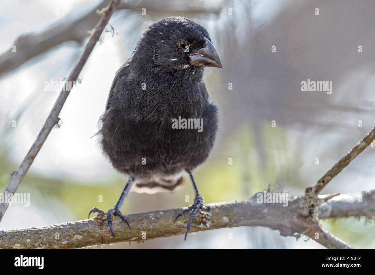 Homme, moyen Ground-Finch, Darwin Finch, Geospiza fortis, Puerto Baquerizo Moreno, San Cristobal island, îles Galapagos, Equateur, Banque D'Images