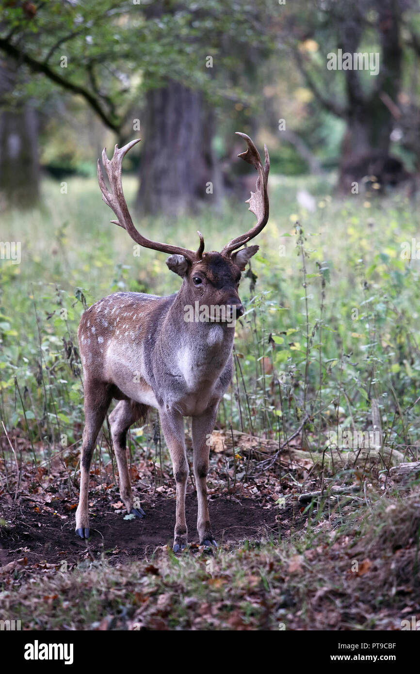 Stag Deer dans Phoenix Park Dublin Ireland Banque D'Images