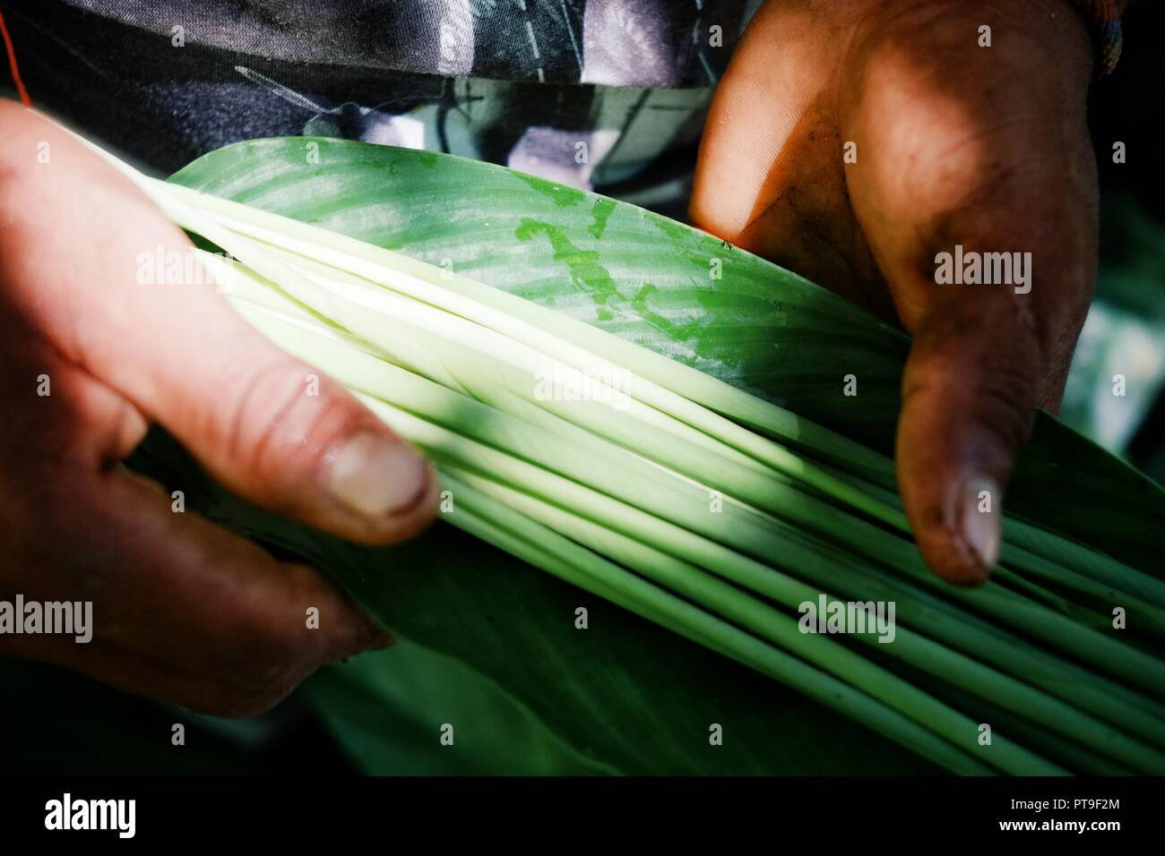 Membre de la tribu des Indiens amazoniens collecter des plantes pour la décoration et la peinture Banque D'Images